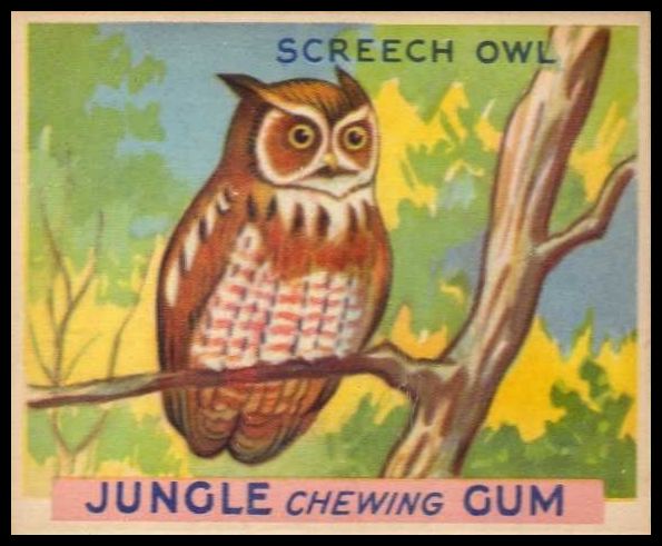 59 Screech Owl
